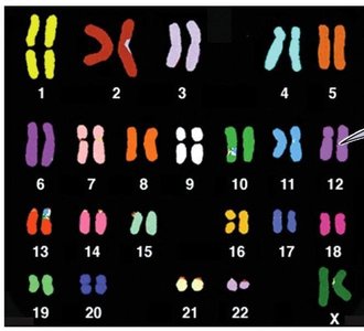 Homologous chromosomes