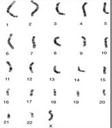Diploid and haploid cell states