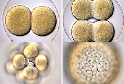 Mitosis: cell division and zygote development
