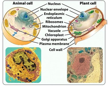 Eukaryotic cell structure: animal and plant cells