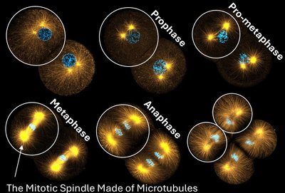 Mitotic spindle and phases: prophase, prometaphase, metaphase, anaphase