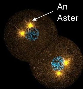 Asters at centrosomes during prophase