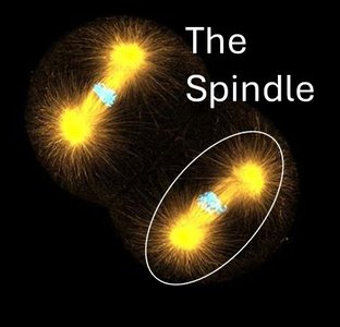 Spindle fully formed during metaphase