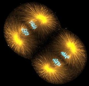 Anaphase: sister chromatids separation
