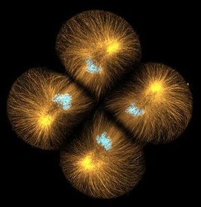 Telophase and cytokinesis: completion of mitosis