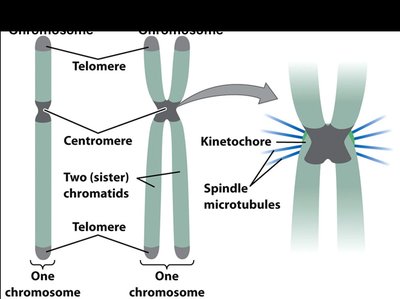 Chromosome structure: telomere, centromere, chromatids, kinetochore