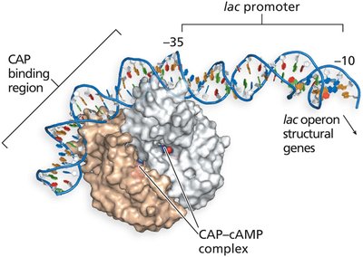 CAP–cAMP Complex Binding to the CAP Binding Region