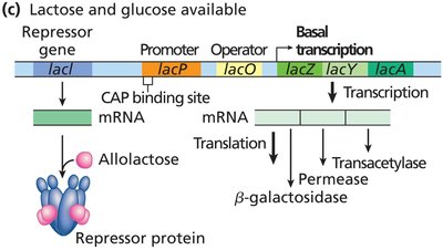 lac Operon Transcription Regulation: Lactose and Glucose Present
