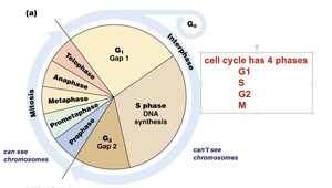 Cell cycle phases