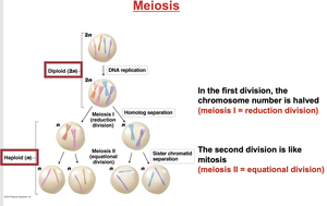 Alternative arrangements of chromosomes at metaphase I