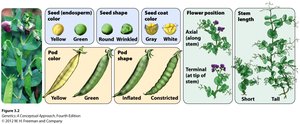 Mendel's seven traits for pea plants