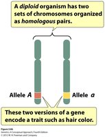 Homologous chromosomes with different alleles
