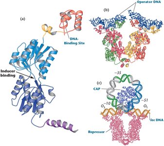 Structure of the lac repressor and its interaction with DNA and inducers