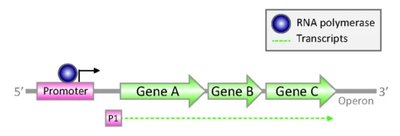 Diagram of a typical operon with regulatory and structural genes