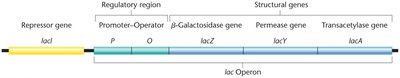 Diagram showing transcription and translation of polycistronic mRNA in the lac operon