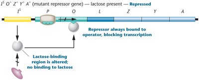 Diagram showing the effect of a superrepressor mutation on the lac operon