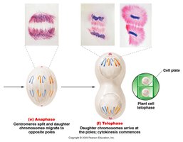 Anaphase and Telophase in mitosis