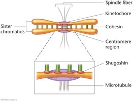 Cohesin, separase, and centromere region