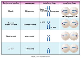 Centromere locations on chromosomes