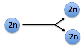 Mitosis produces two identical diploid cells