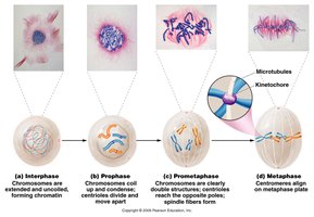 Stages of mitosis: Interphase, Prophase, Prometaphase, Metaphase