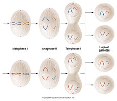 Meiosis II: Metaphase II, Anaphase II, Telophase II, Haploid gametes