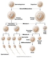 Spermatogenesis and oogenesis diagram