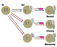 Oogenesis and chromosomal aberrations