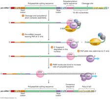 Termination and polyadenylation of pre-mRNA