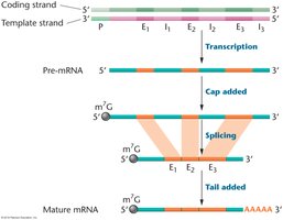 Overview of mRNA processing: capping, splicing, polyadenylation