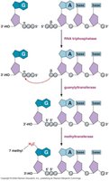 Enzymatic steps of 5' capping