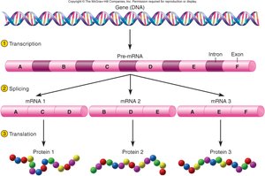 Alternative splicing generates multiple mRNAs from one gene