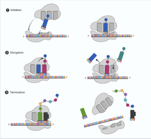 Stages of translation: initiation, elongation, termination