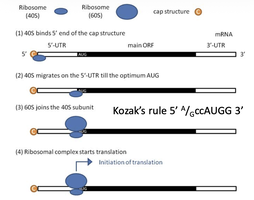 Kozak sequence and ribosome assembly at the start codon