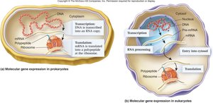 Comparison of gene expression in prokaryotes and eukaryotes