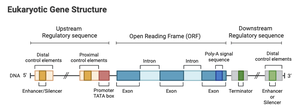 Eukaryotic gene structure