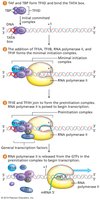 Assembly of the pre-initiation complex at the promoter