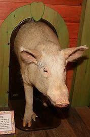 Portrait of Carl Linnaeus