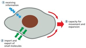 Diagram showing cell membrane functions: receiving information, import/export, movement/expansion