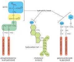 Comparison of phospholipid, cholesterol, and glycolipid structures