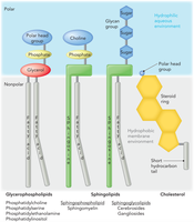 Table comparing glyerophospholipids, sphingolipids, and cholesterol