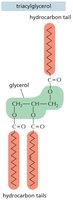 Triacylglycerol structure