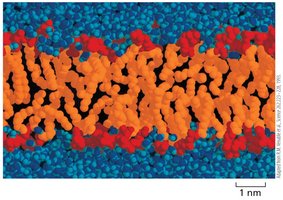Molecular model of lipid bilayer