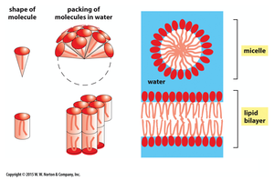 Packing arrangements: micelle vs. bilayer
