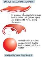Energetically favorable bilayer closure