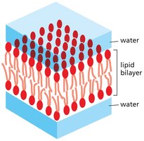 Lipid bilayer in water