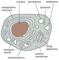 Eukaryotic cell diagram showing organelles and internal membranes