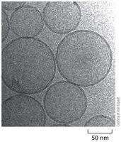 Lipid bilayer fluidity: lateral diffusion, rotation, flexion