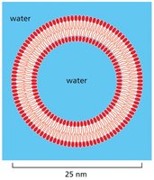 Liposome electron micrograph