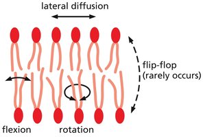 Liposome schematic